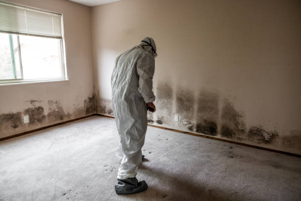 Mold Testing and Removal in Philadelphia, PA